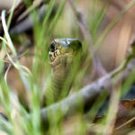 Grass Snake (Natrix natrix) @ Nittedal, Norway. Photo: Håvard Rosenlund