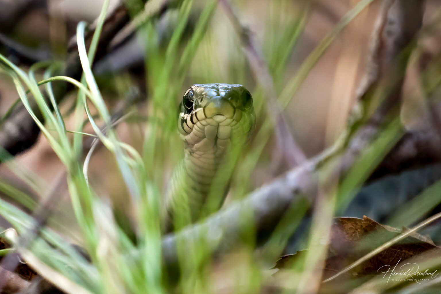 Grass Snake (Natrix natrix) @ Nittedal, Norway. Photo: Håvard Rosenlund