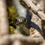 Grass Snake (Natrix natrix) @ Nittedal, Norway. Photo: Håvard Rosenlund