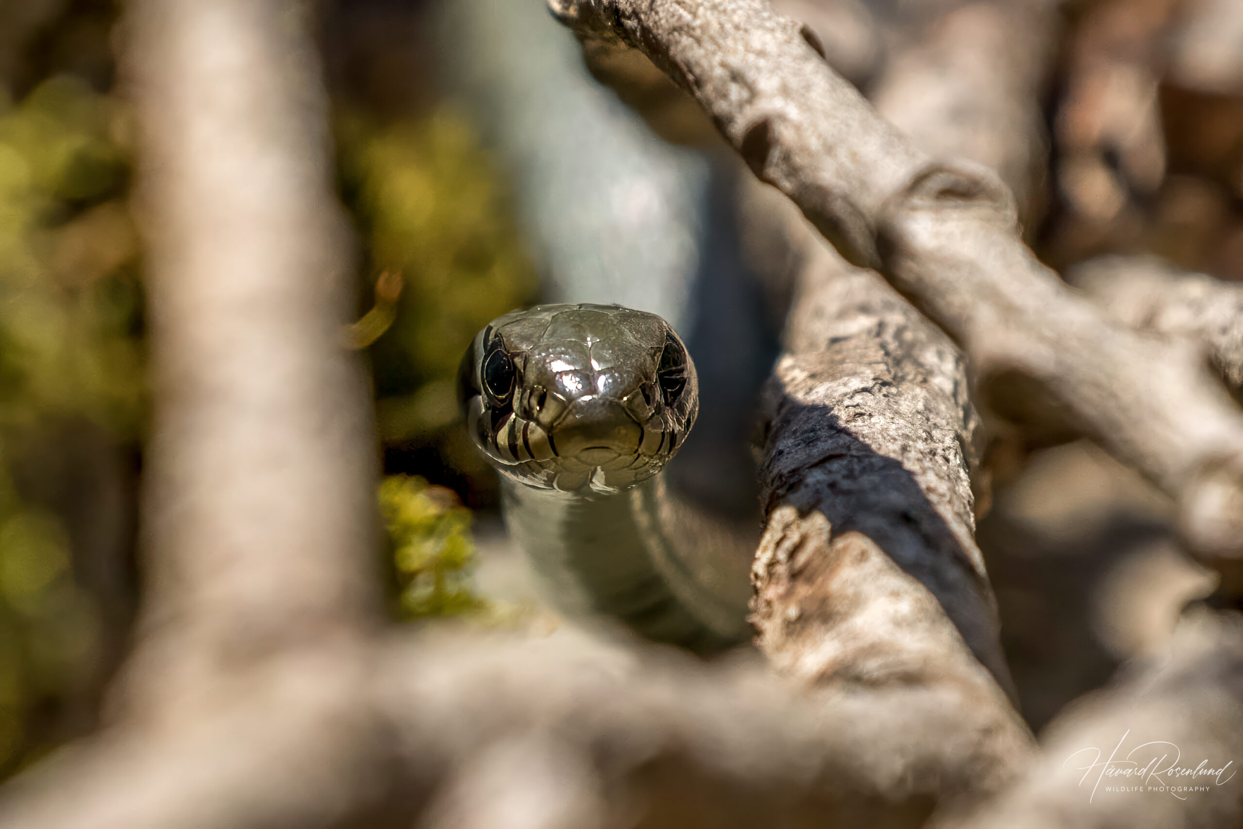 Buorm (Natrix natrix) @ Nittedal. Foto: Håvard Rosenlund