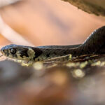 Grass Snake (Natrix natrix) @ Nittedal, Norway. Photo: Håvard Rosenlund