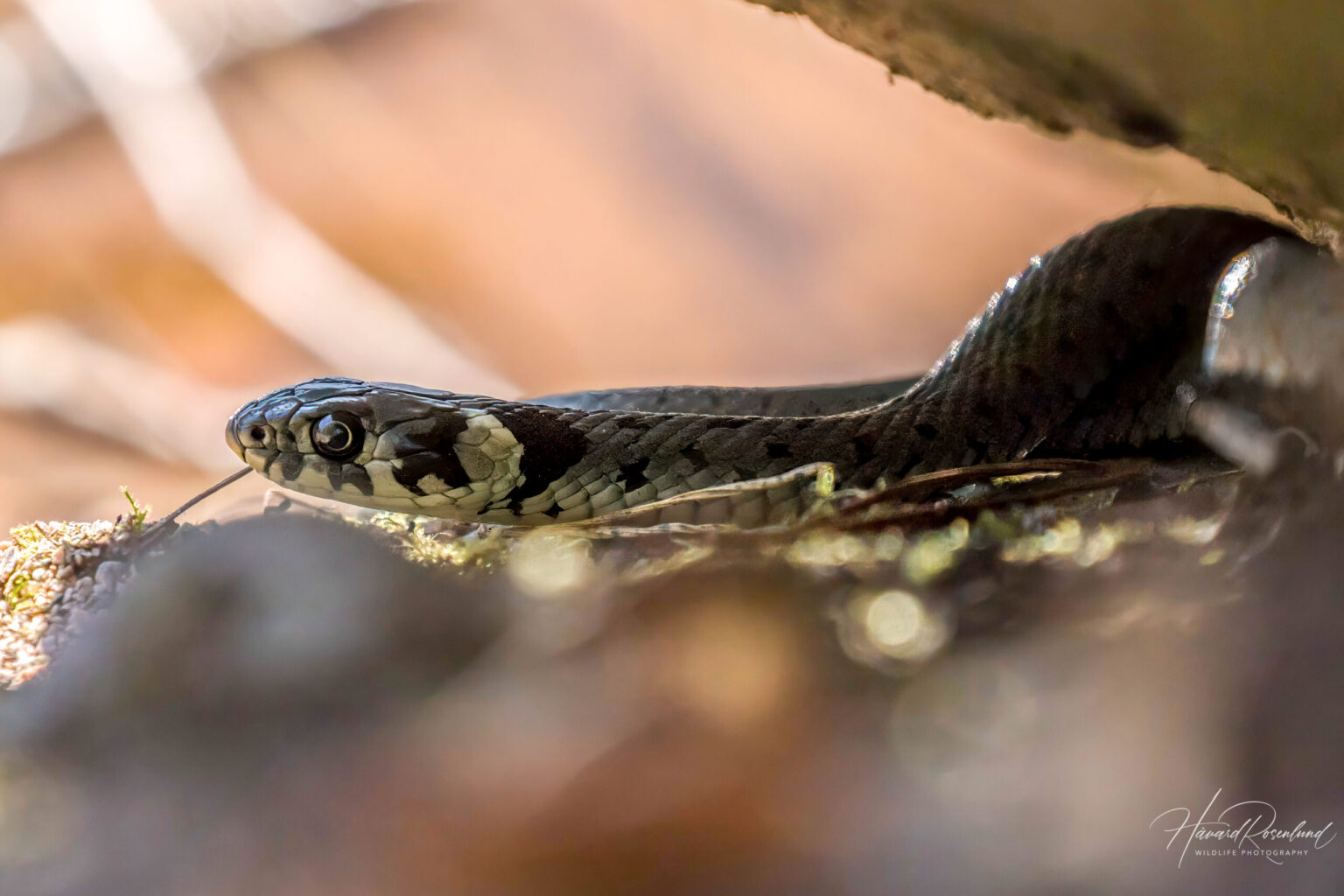 Grass Snake (Natrix natrix) @ Nittedal, Norway. Photo: Håvard Rosenlund
