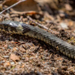 Grass Snake (Natrix natrix) @ Nittedal, Norway. Photo: Håvard Rosenlund