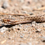 Adder (Vipera berus) @ Nittedal, Norway. Photo: Håvard Rosenlund