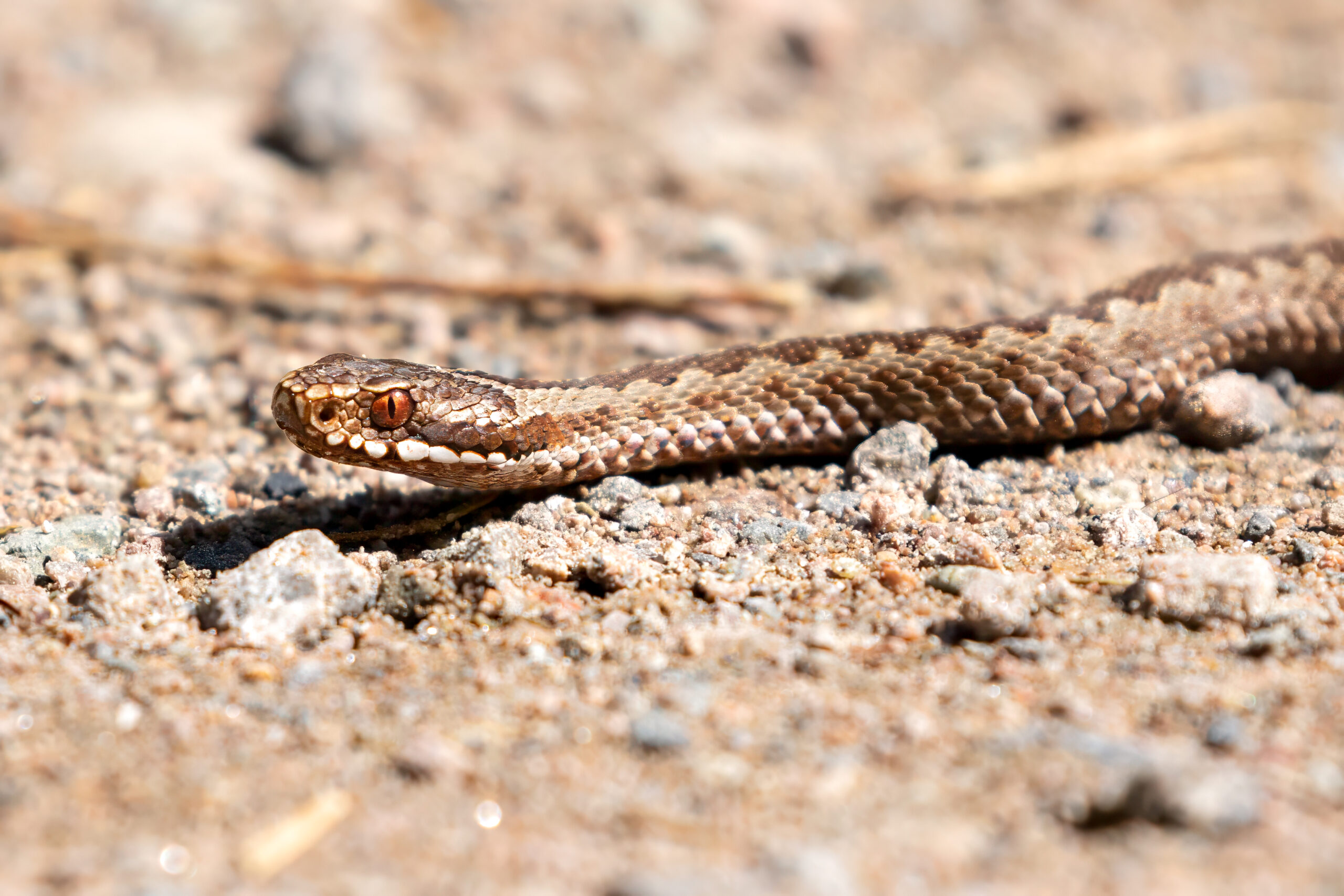 Hoggorm (Vipera berus) @ Nittedal. Foto: Håvard Rosenlund