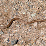 Adder (Vipera berus) @ Nittedal, Norway. Photo: Håvard Rosenlund