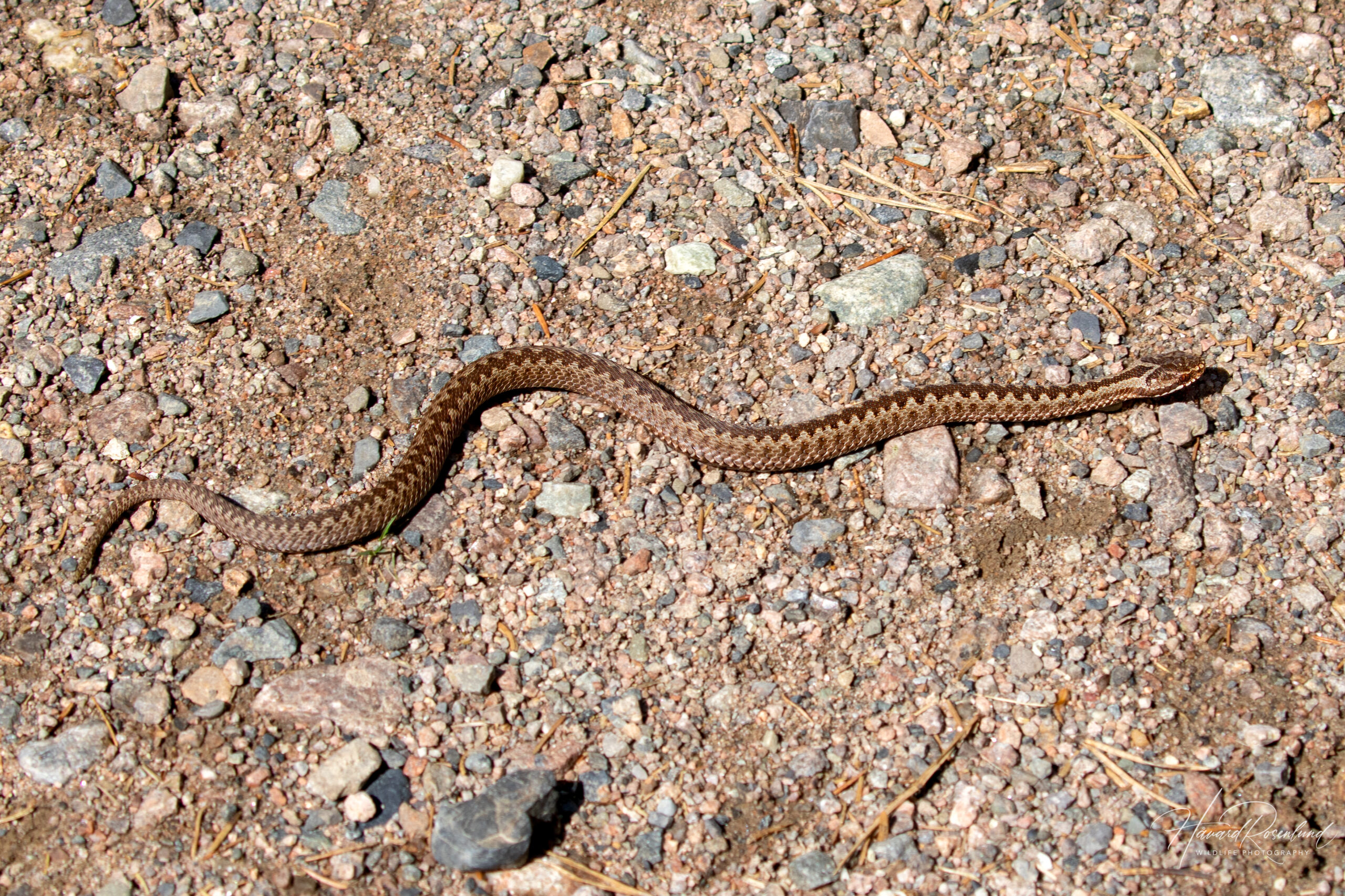 Hoggorm (Vipera berus) @ Nittedal. Foto: Håvard Rosenlund