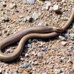 Slow Worm (Anguis fragilis) @ Nittedal, Norway. Photo: Håvard Rosenlund