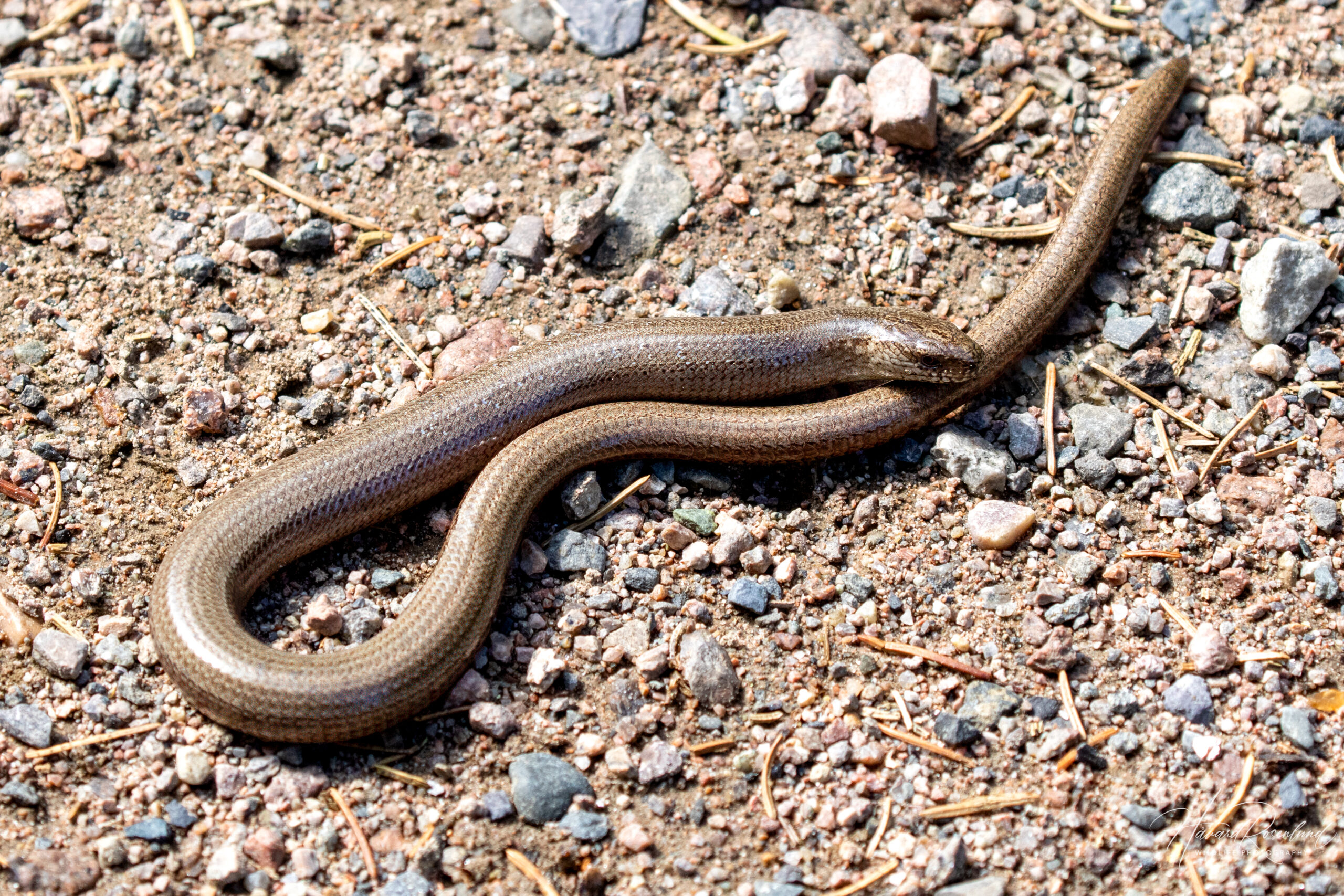 Stålorm (Anguis fragilis) @ Nittedal. Foto: Håvard Rosenlund
