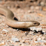 Slow Worm (Anguis fragilis) @ Nittedal, Norway. Photo: Håvard Rosenlund