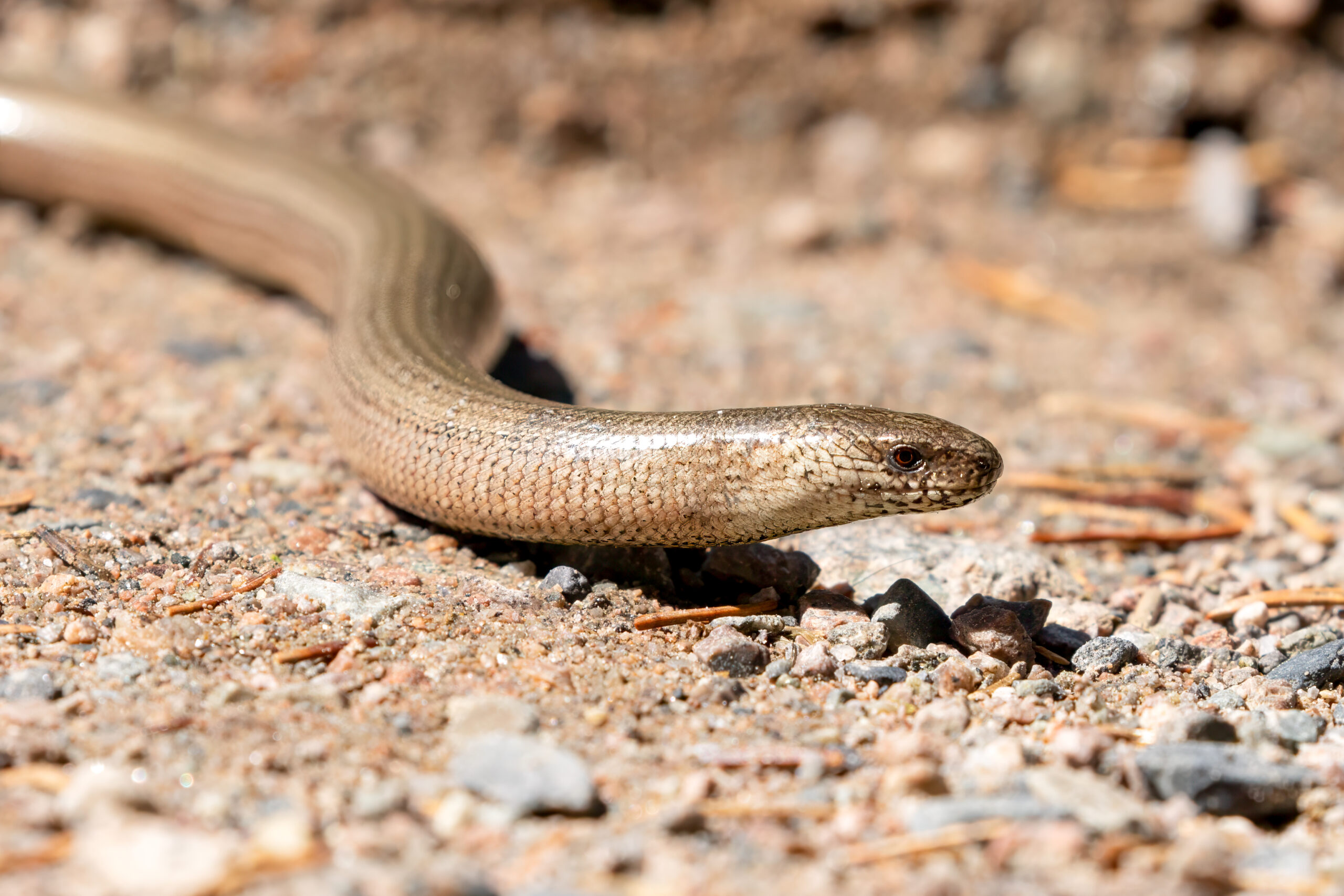 Stålorm (Anguis fragilis) @ Nittedal. Foto: Håvard Rosenlund