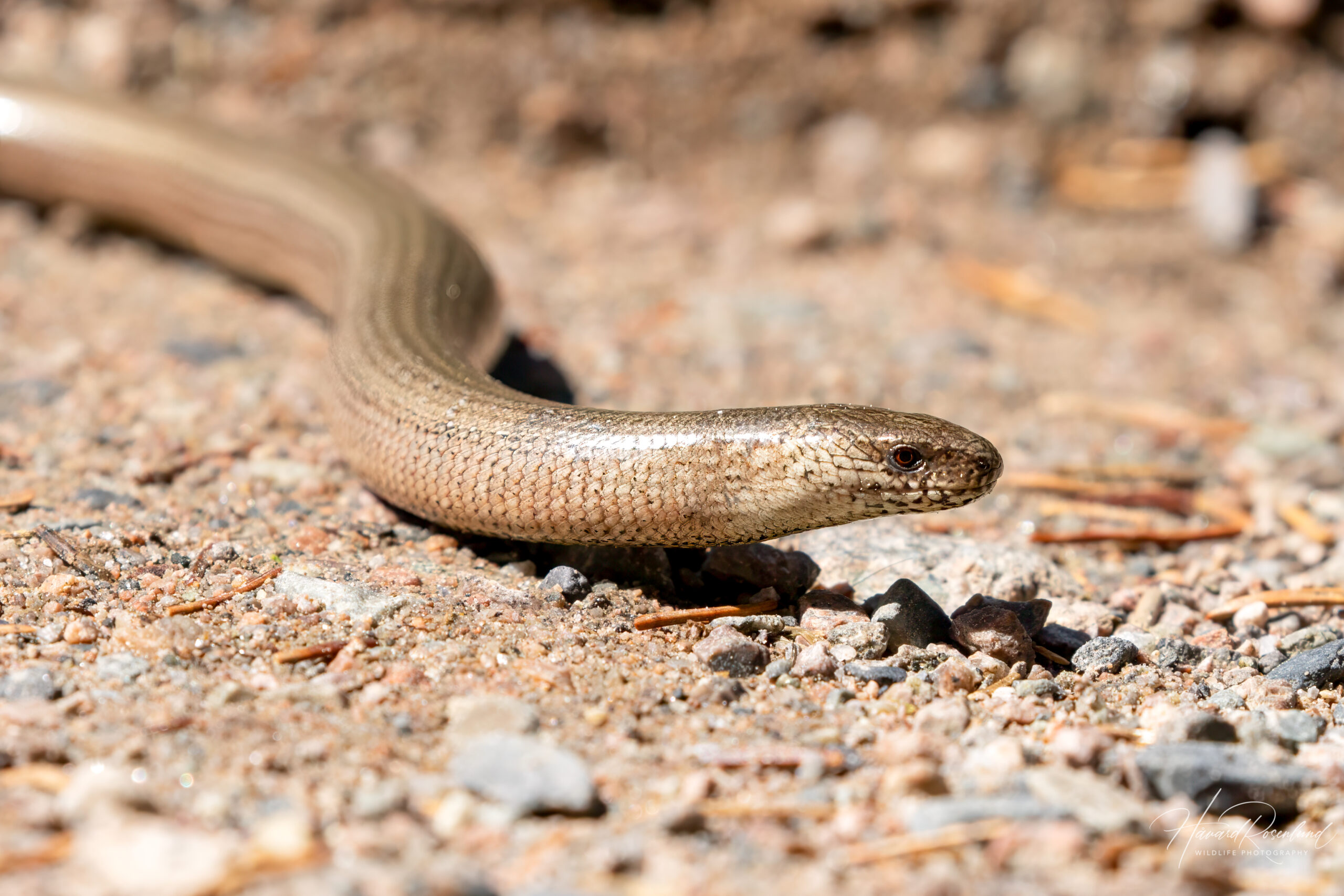 Stålorm (Anguis fragilis) @ Nittedal. Foto: Håvard Rosenlund