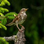 Redwing (Turdus iliacus) @ Nittedal, Norway. Photo: Håvard Rosenlund