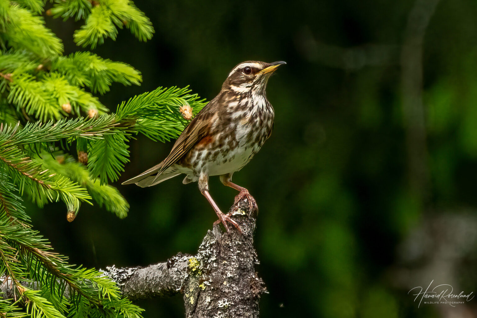 Redwing (Turdus iliacus) @ Nittedal, Norway. Photo: Håvard Rosenlund