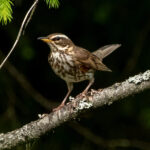 Redwing (Turdus iliacus) @ Nittedal, Norway. Photo: Håvard Rosenlund