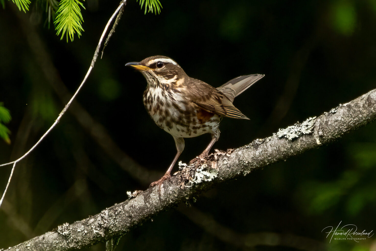 Redwing (Turdus iliacus) @ Nittedal, Norway. Photo: Håvard Rosenlund