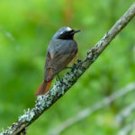 Common Redstart (Phoenicurus phoenicurus) @ Nittedal, Norway. Photo: Håvard Rosenlund