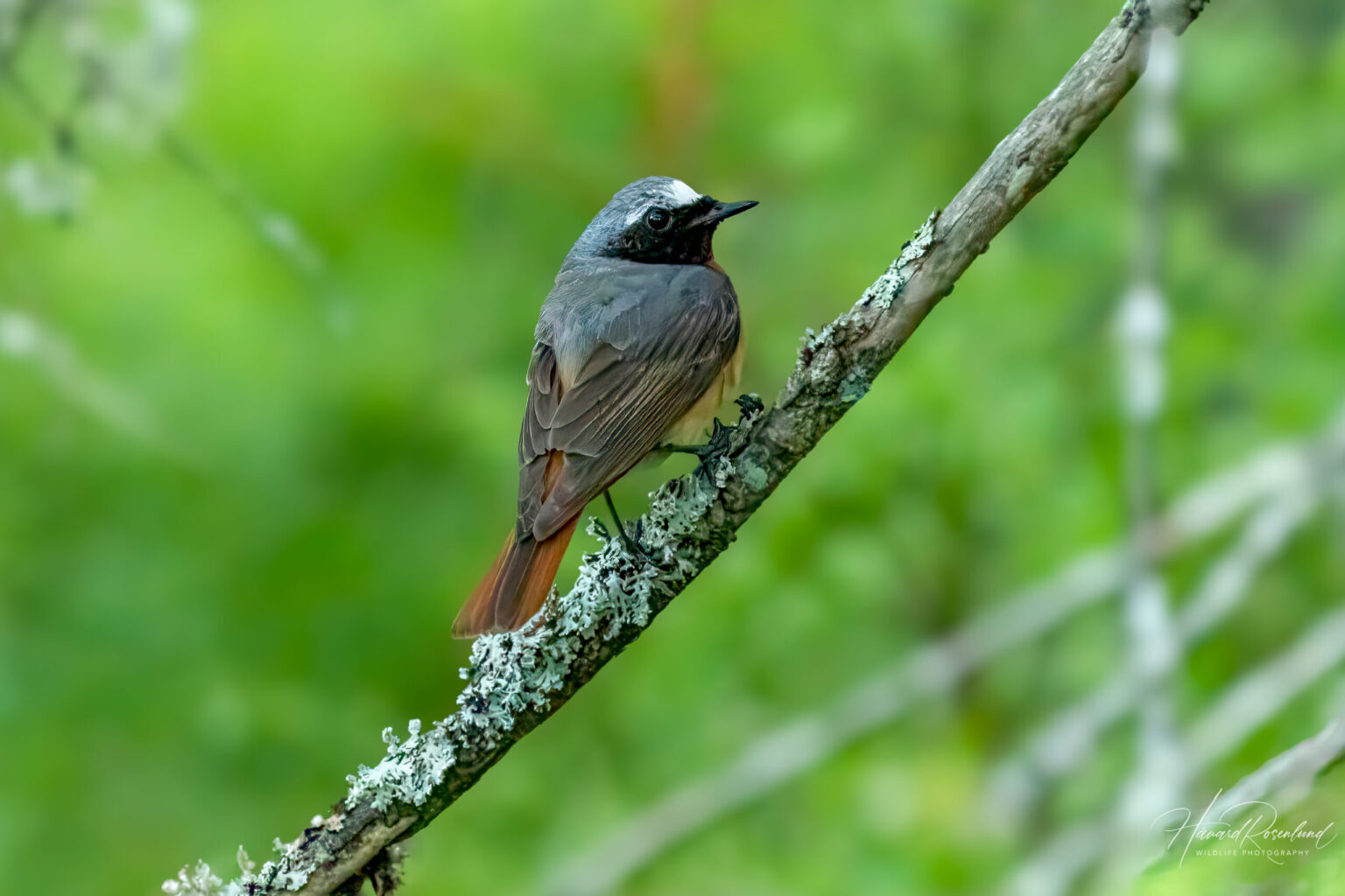 Common Redstart (Phoenicurus phoenicurus) @ Nittedal, Norway. Photo: Håvard Rosenlund
