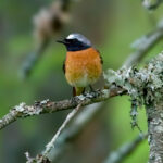 Common Redstart (Phoenicurus phoenicurus) @ Nittedal, Norway. Photo: Håvard Rosenlund