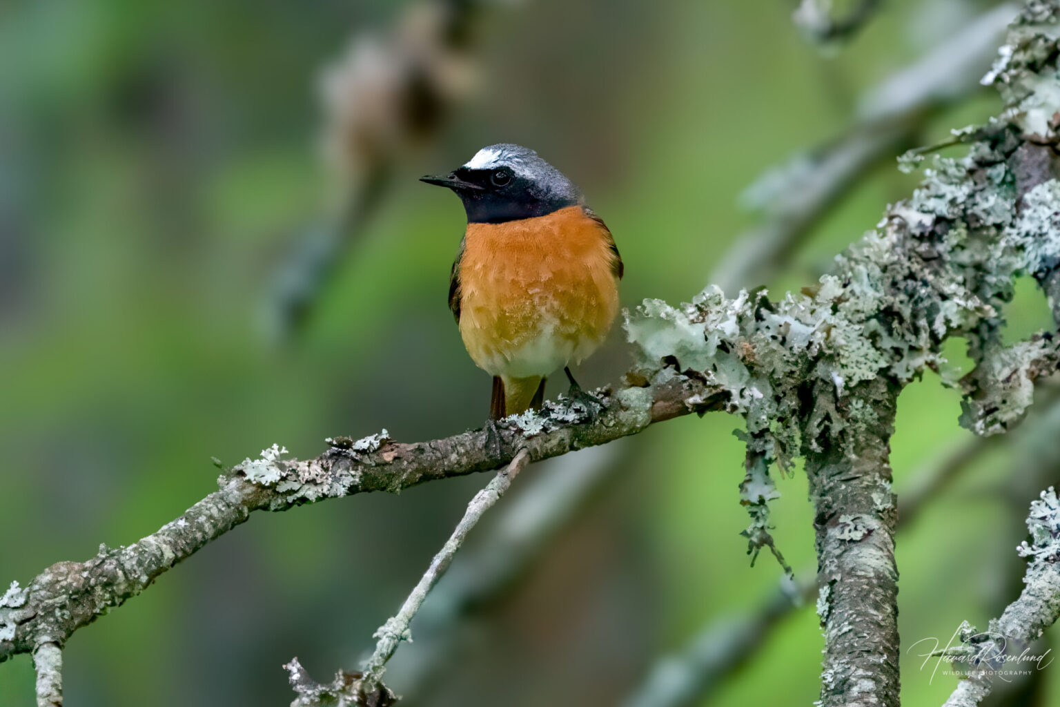 Common Redstart (Phoenicurus phoenicurus) @ Nittedal, Norway. Photo: Håvard Rosenlund