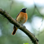 Common Redstart (Phoenicurus phoenicurus) @ Nittedal, Norway. Photo: Håvard Rosenlund