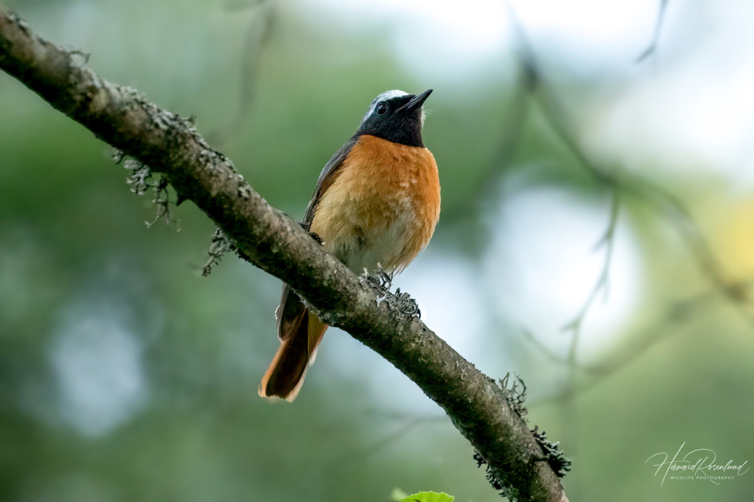 Common Redstart (Phoenicurus phoenicurus) @ Nittedal, Norway. Photo: Håvard Rosenlund