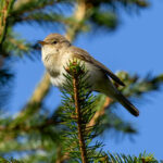 Common Chiffchaff (Phylloscopus collybita) @ Ås, Norway. Photo: Håvard Rosenlund