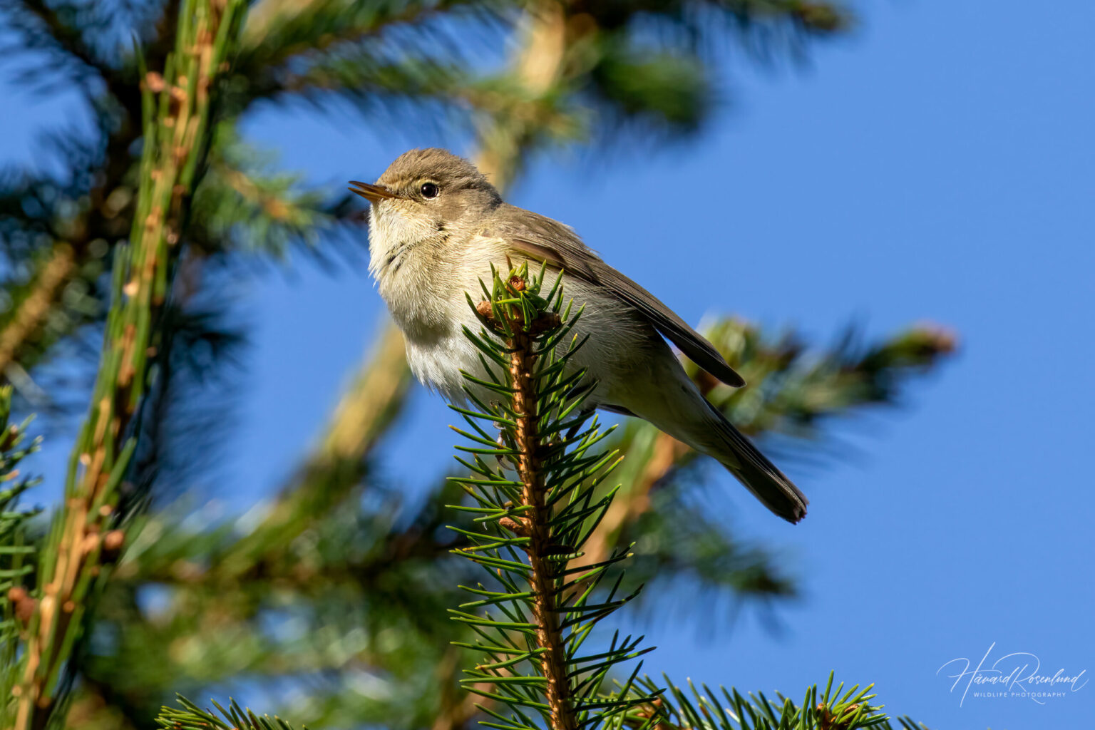 Common Chiffchaff (Phylloscopus collybita) @ Ås, Norway. Photo: Håvard Rosenlund