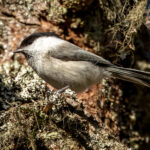 Willow Tit (Poecile montanus) @ Ås, Norway. Photo: Håvard Rosenlund