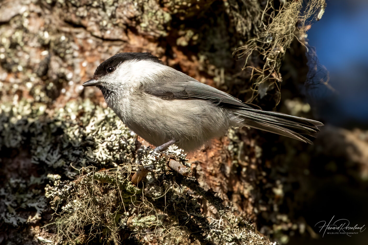 Willow Tit (Poecile montanus) @ Ås, Norway. Photo: Håvard Rosenlund