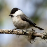 Willow Tit (Poecile montanus) @ Ås, Norway. Photo: Håvard Rosenlund