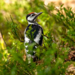 Great Spotted Woodpecker (Dendrocopos major) - Juvenile @ Nittedal, Norway. Photo: Håvard Rosenlund