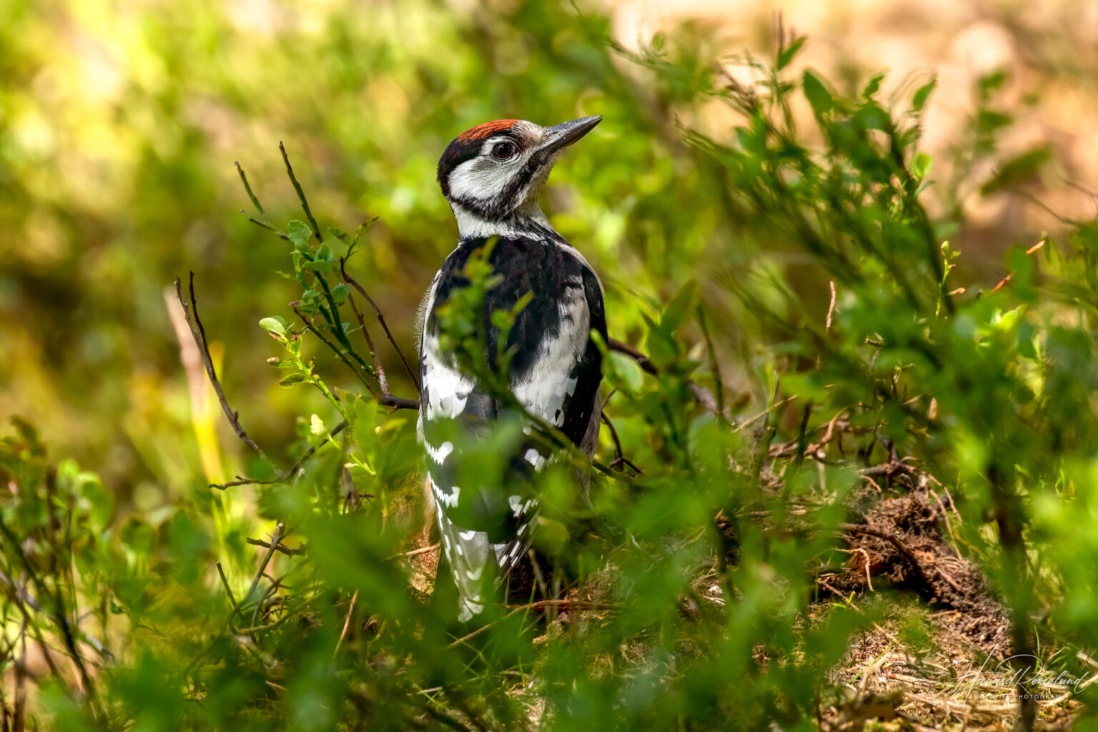 Great Spotted Woodpecker (Dendrocopos major) - Juvenile @ Nittedal, Norway. Photo: Håvard Rosenlund