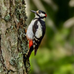 Great Spotted Woodpecker (Dendrocopos major) - Male @ Nittedal, Norway. Photo: Håvard Rosenlund