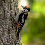 Great Spotted Woodpecker (Dendrocopos major) - Juvenile @ Nittedal, Norway. Photo: Håvard Rosenlund