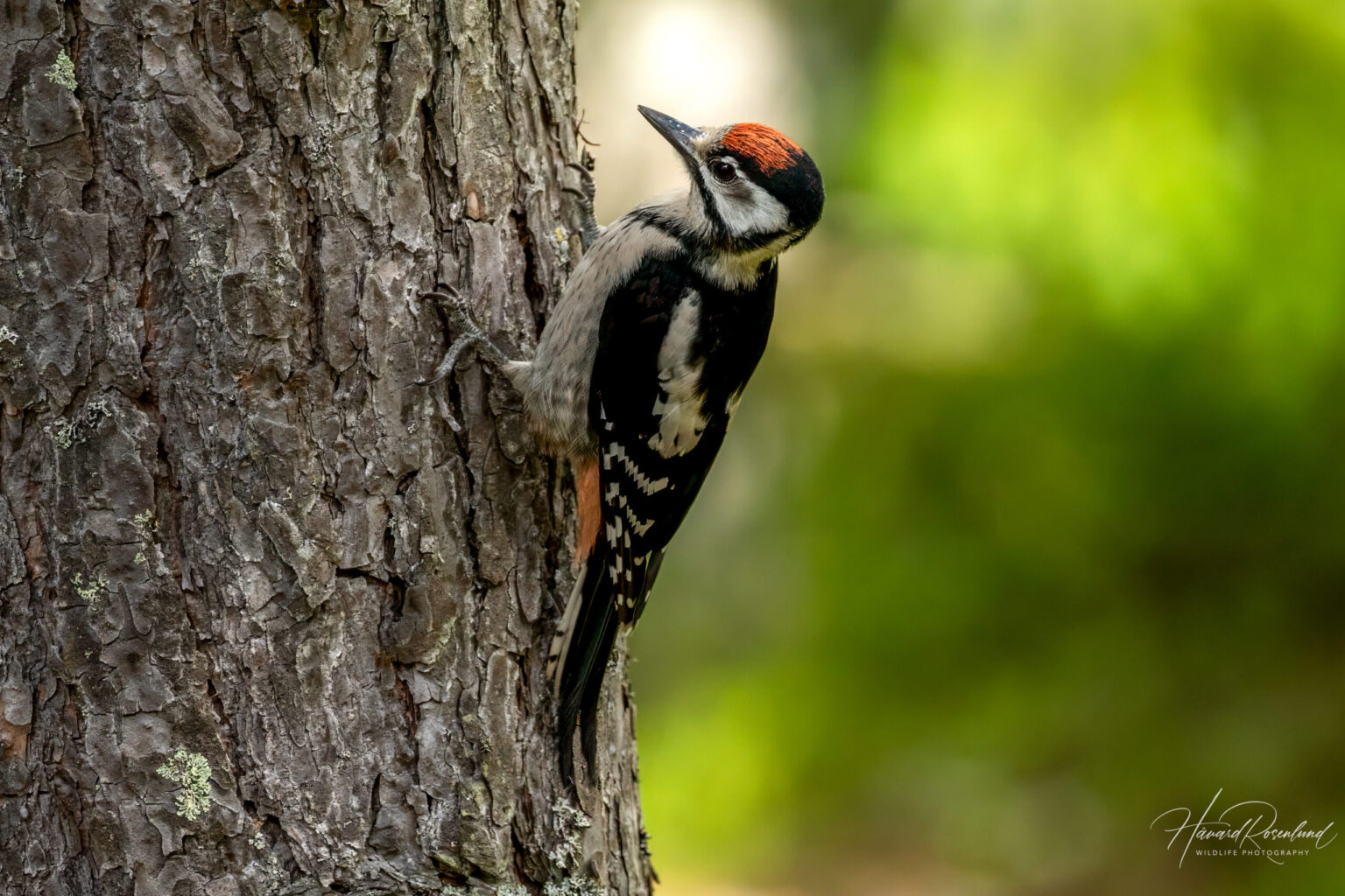Great Spotted Woodpecker (Dendrocopos major) - Juvenile @ Nittedal, Norway. Photo: Håvard Rosenlund
