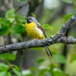 Grey Wagtail (Motacilla cinerea) @ Nittedal, Norway. Photo: Håvard Rosenlund