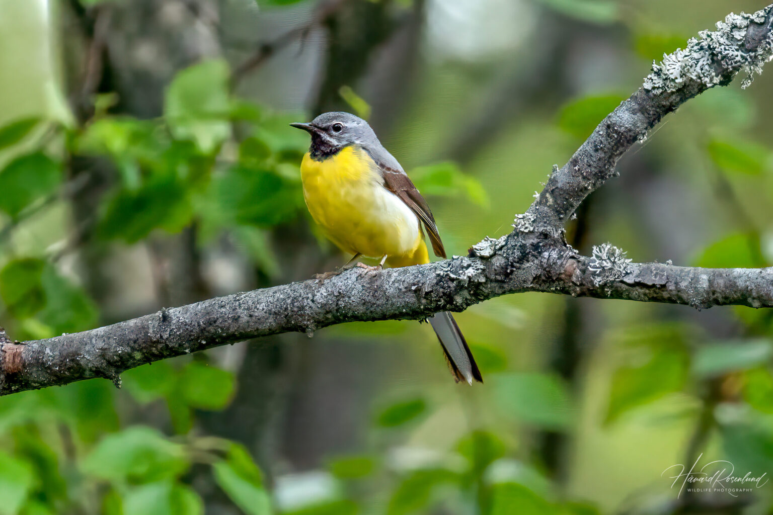 Grey Wagtail (Motacilla cinerea) @ Nittedal, Norway. Photo: Håvard Rosenlund