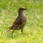 Stær (Sturnus vulgaris) - Ungfugl @ Oslo. Foto: Håvard Rosenlund