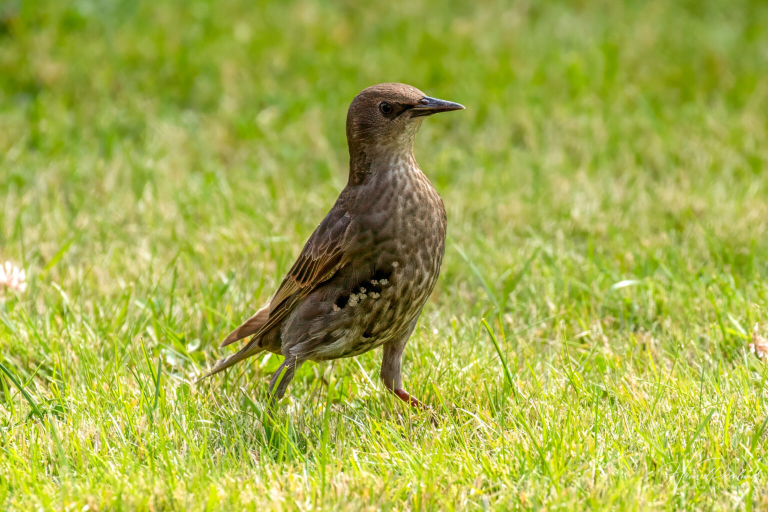 Stær (Sturnus vulgaris) - Ungfugl @ Oslo. Foto: Håvard Rosenlund