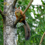 Eurasian Red Squirrel (Sciurus vulgaris) @ Nittedal, Norway. Photo: Håvard Rosenlund