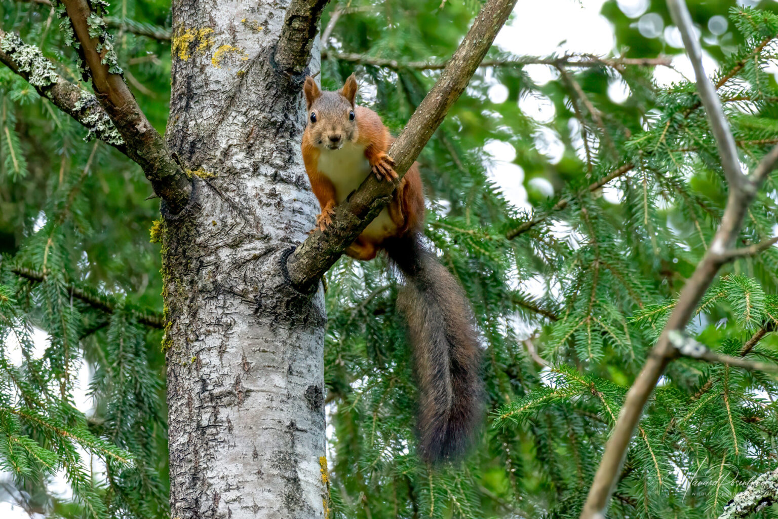 Eurasian Red Squirrel (Sciurus vulgaris) @ Nittedal, Norway. Photo: Håvard Rosenlund