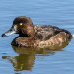 Tufted Duck (Aythya fuligula) - Female @ Østensjøvannet, Oslo, Norway. Photo: Håvard Rosenlund