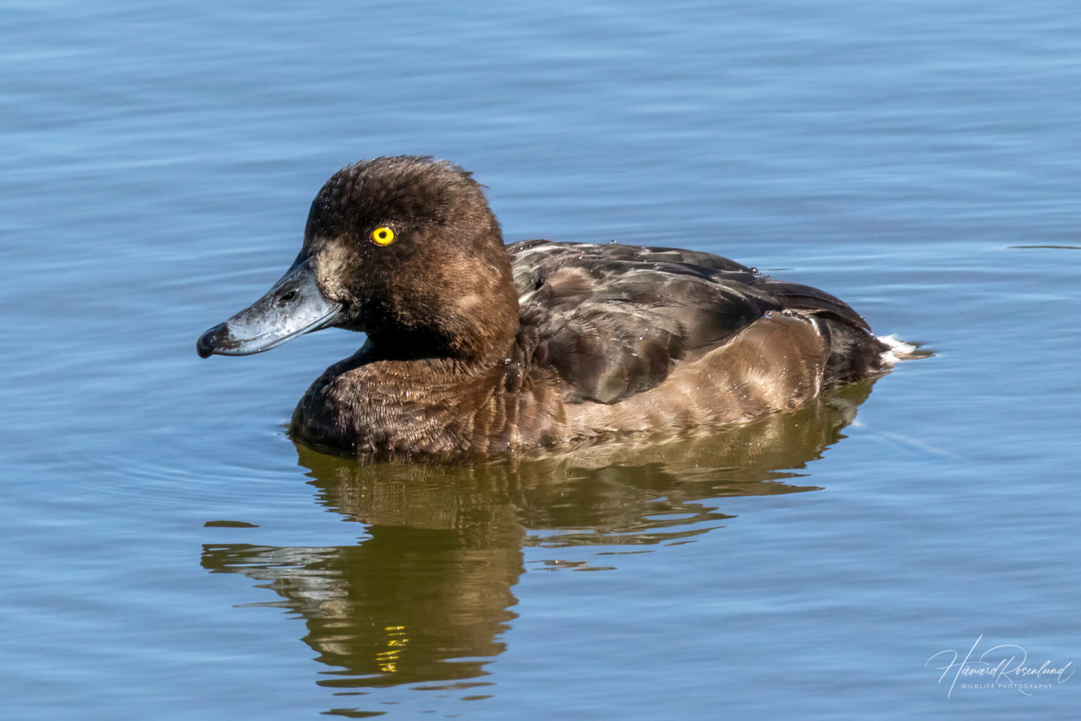 Tufted Duck (Aythya fuligula) - Female @ Østensjøvannet, Oslo, Norway. Photo: Håvard Rosenlund
