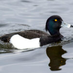 Tufted Duck (Aythya fuligula) - Male @ Richmond Park, London, United Kingdom. Photo: Håvard Rosenlund