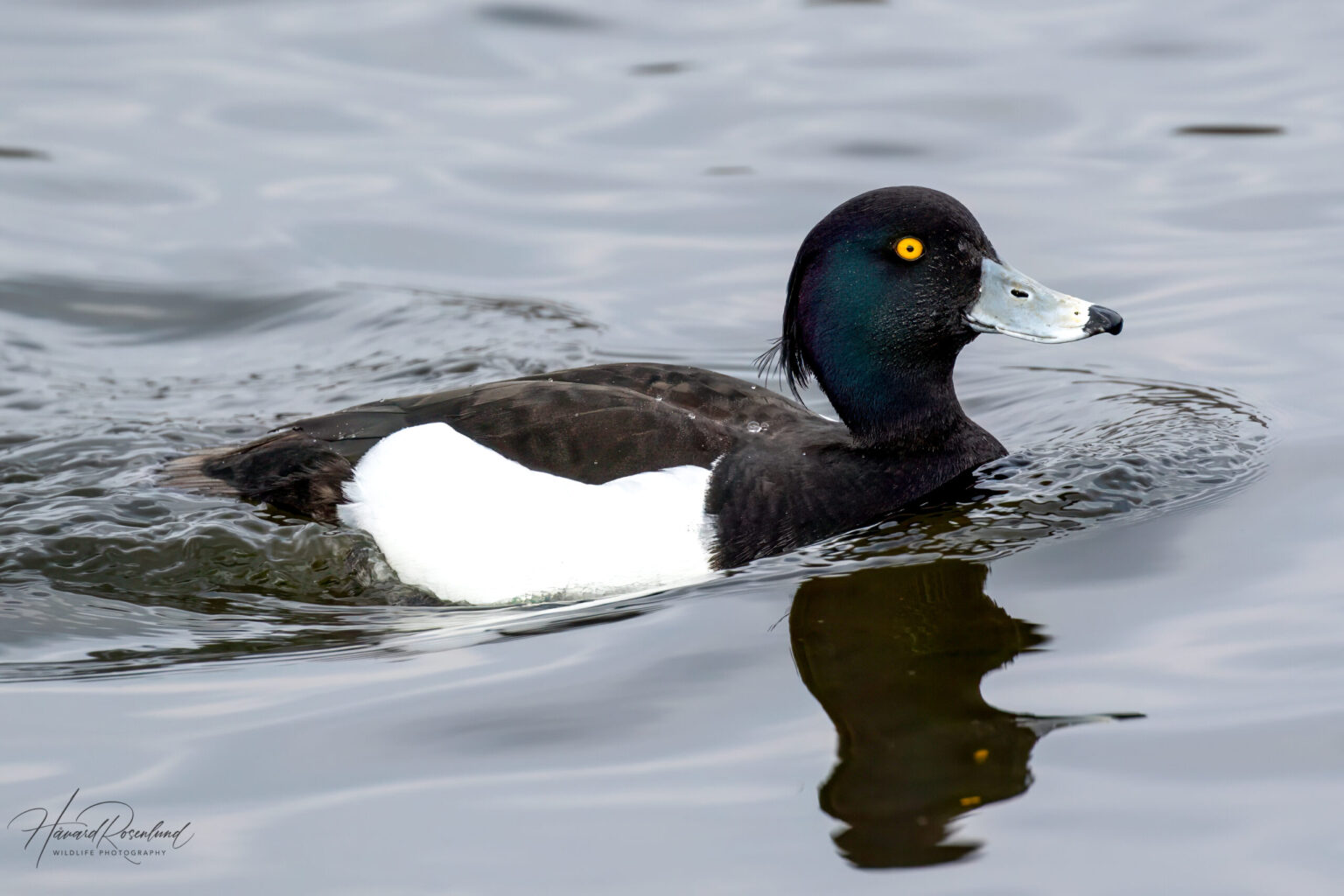 Tufted Duck (Aythya fuligula) - Male @ Richmond Park, London, United Kingdom. Photo: Håvard Rosenlund