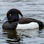 Tufted Duck (Aythya fuligula) - Male @ Richmond Park, London, United Kingdom. Photo: Håvard Rosenlund