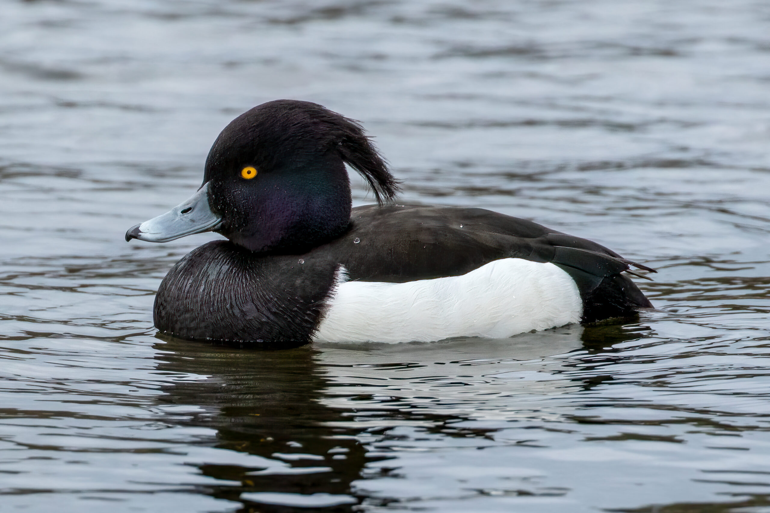 Toppand (Aythya fuligula) - Hannfugl @ Richmond Park, London, Storbritannia. Foto: Håvard Rosenlund