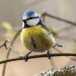 Eurasian Blue Tit (Cyanistes caeruleus) @ Nordre Øyeren Nature Reserve, Norway. Photo: Håvard Rosenlund