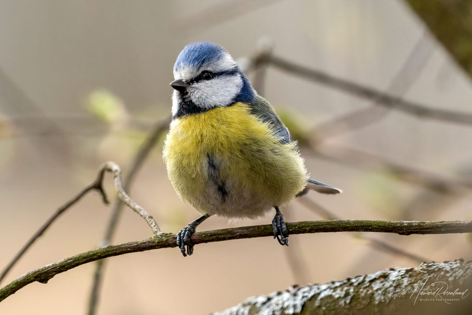 Eurasian Blue Tit (Cyanistes caeruleus) @ Nordre Øyeren Nature Reserve, Norway. Photo: Håvard Rosenlund